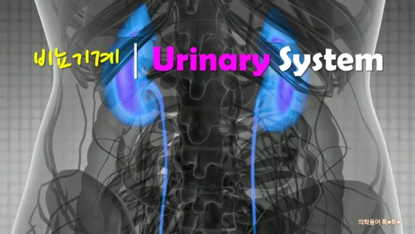 비뇨계의힉용어