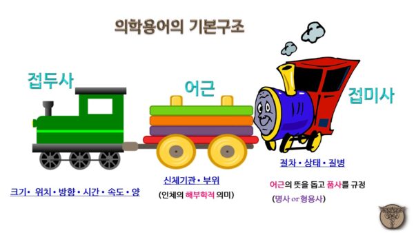 의학용어 기본구조