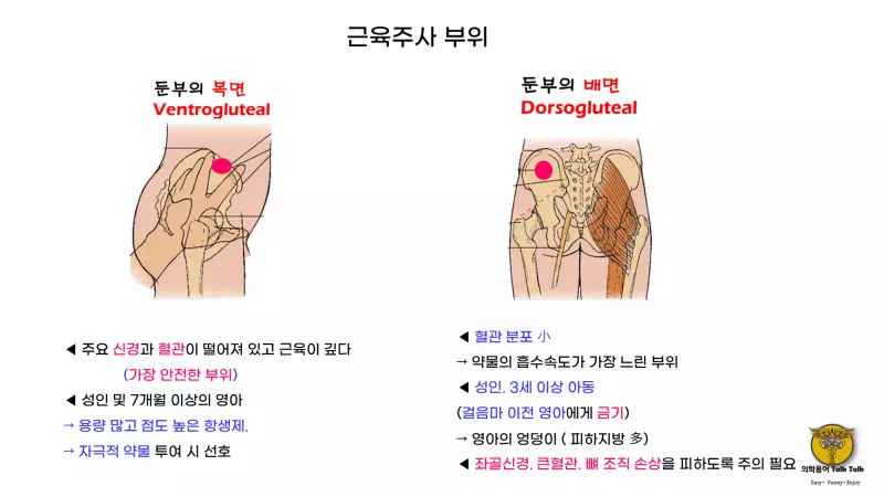근육주사부위 - 삼각근(Deltoid). 대퇴외 외측광근